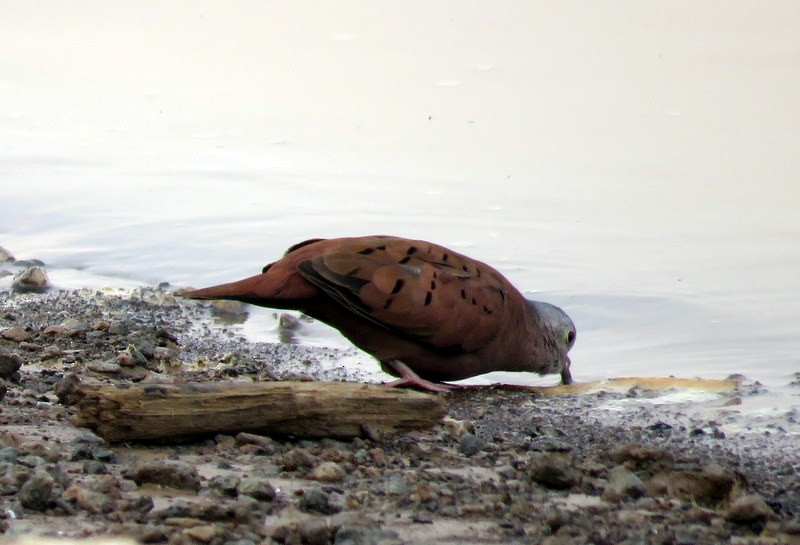 Ruddy Ground Dove - ML216420531