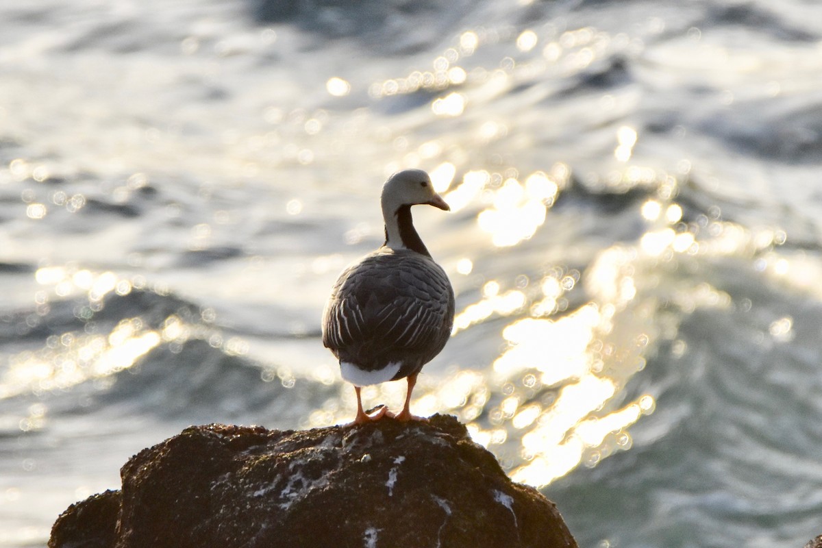 Emperor Goose - Connor Cochrane