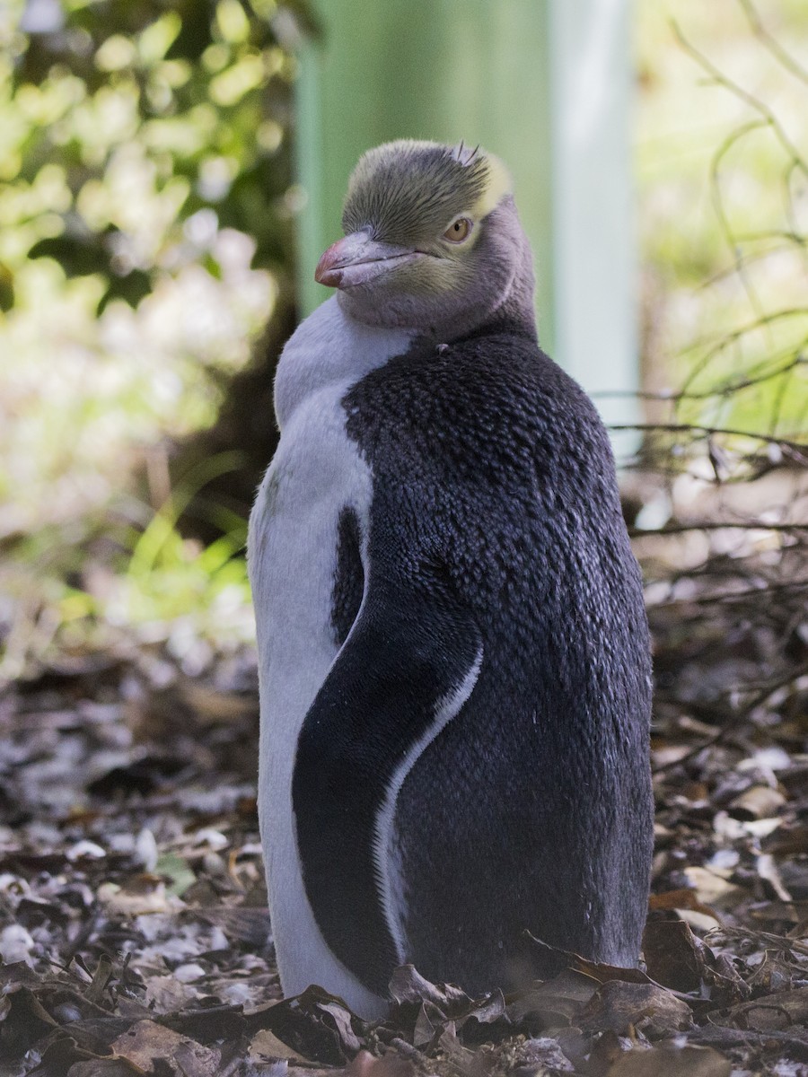 Yellow-eyed Penguin - ML216421701