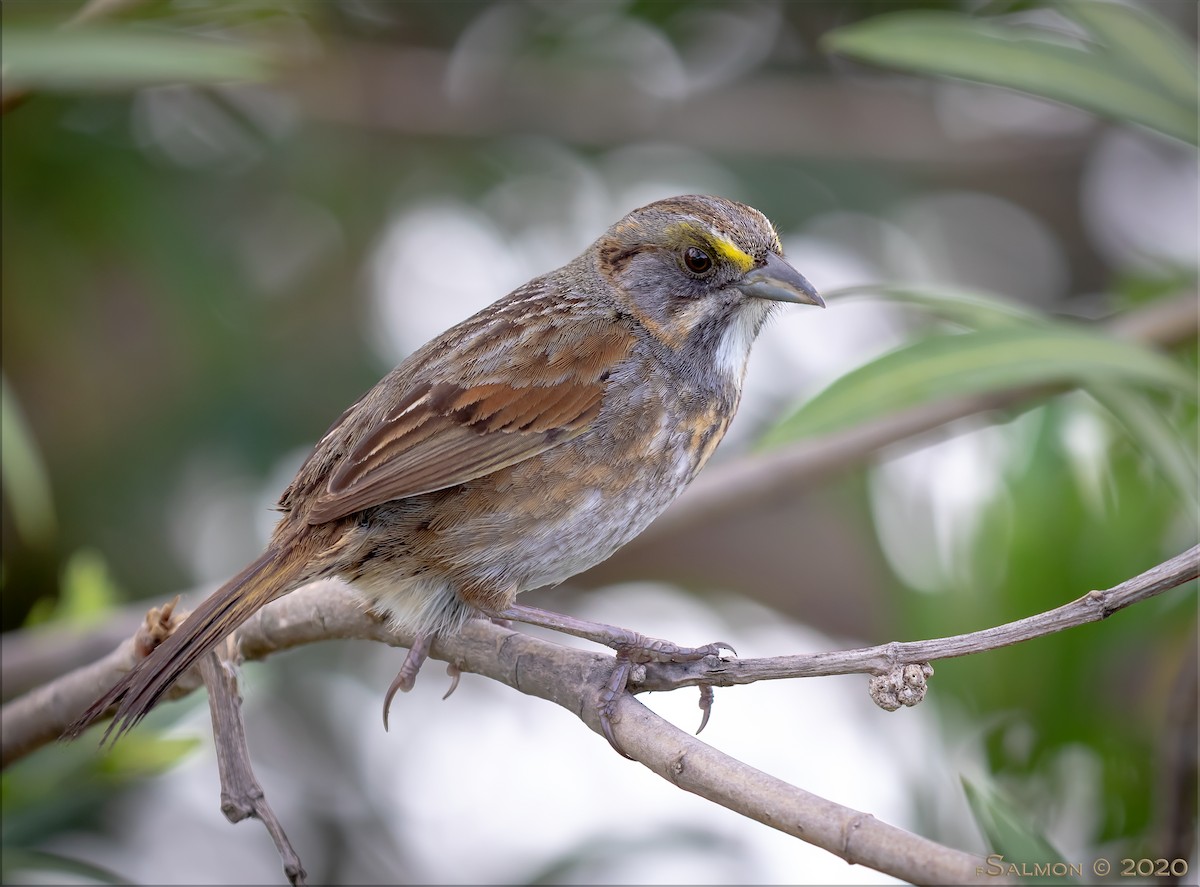 Seaside Sparrow - ML216422271