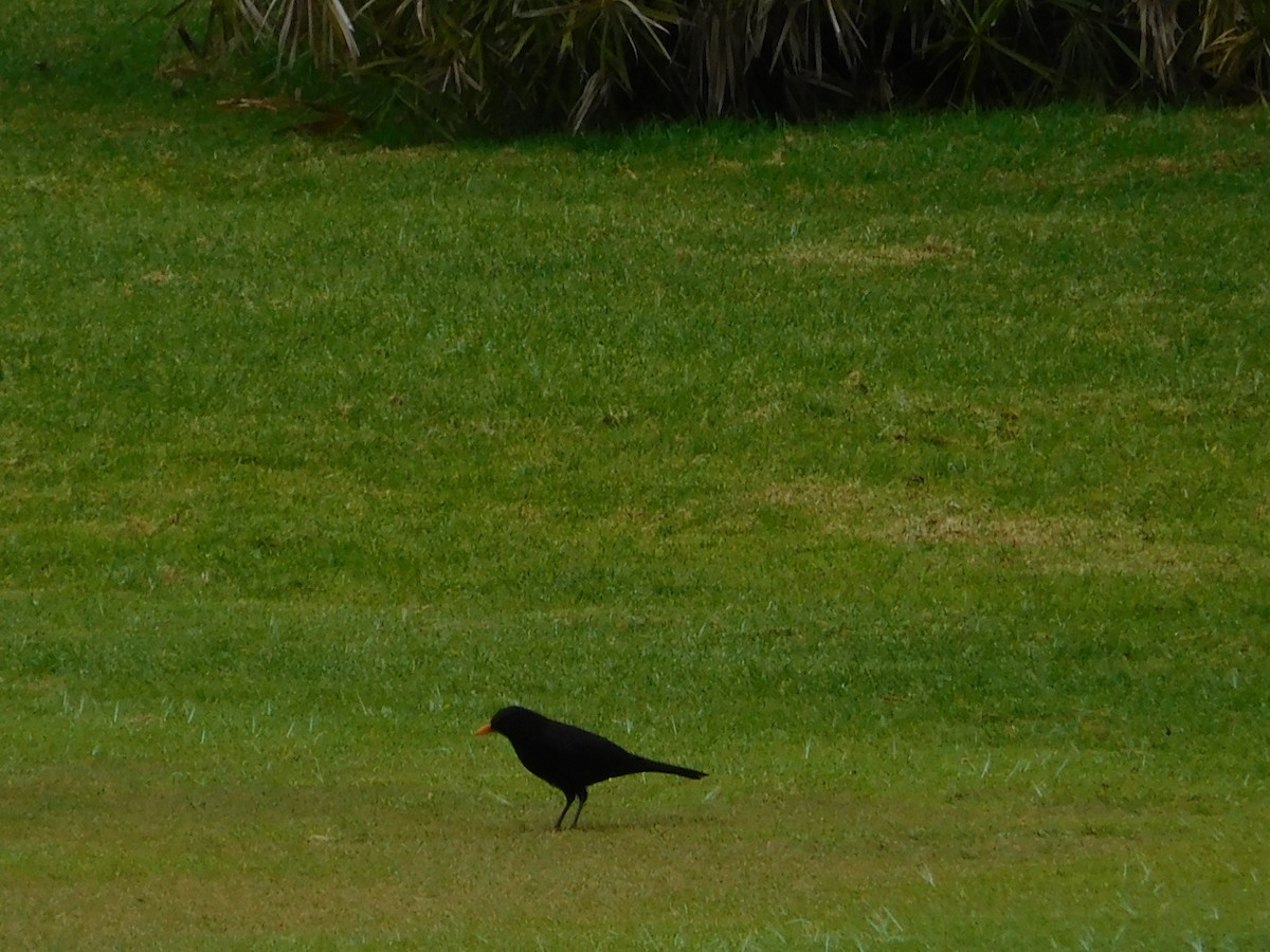 Eurasian Blackbird - ML21642271