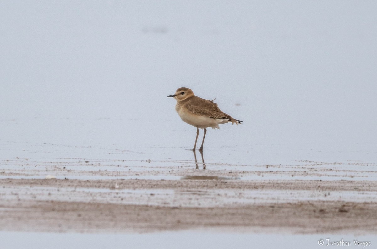 Mountain Plover - ML216423331