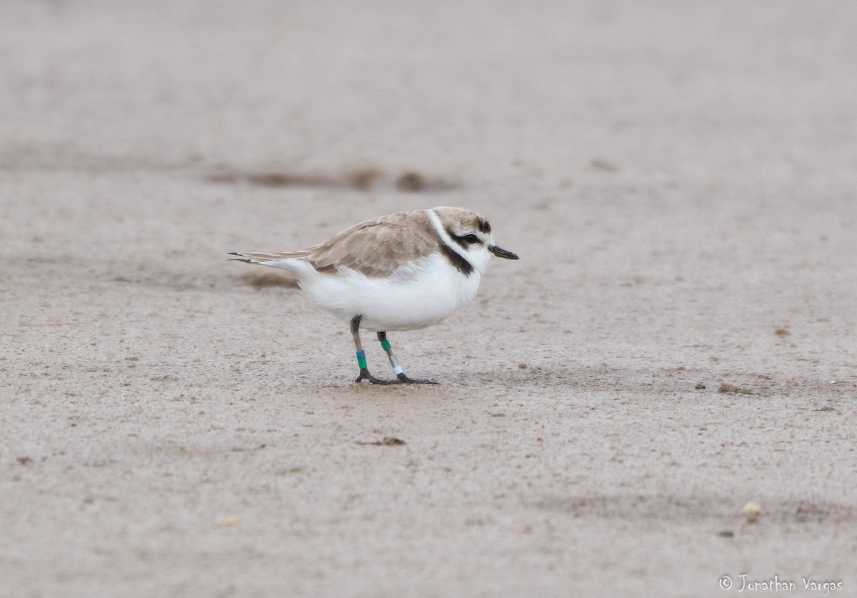 Snowy Plover - ML216423511