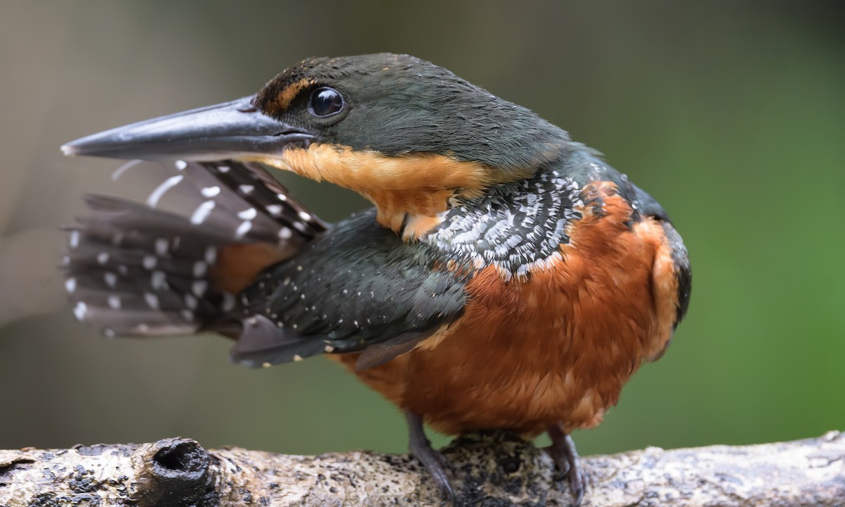 Green-and-rufous Kingfisher - ML216423721