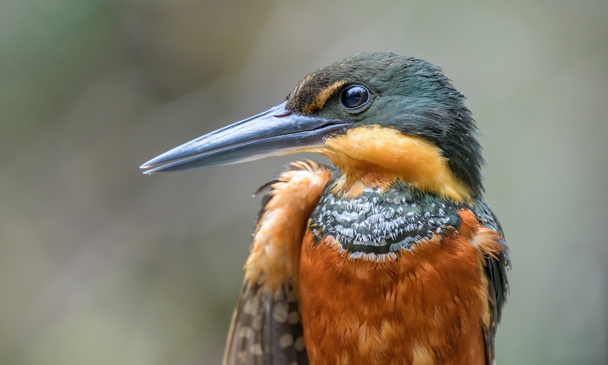 Green-and-rufous Kingfisher - ML216423731