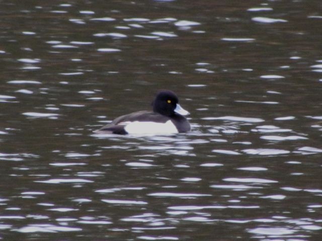 Tufted Duck - ML21642391