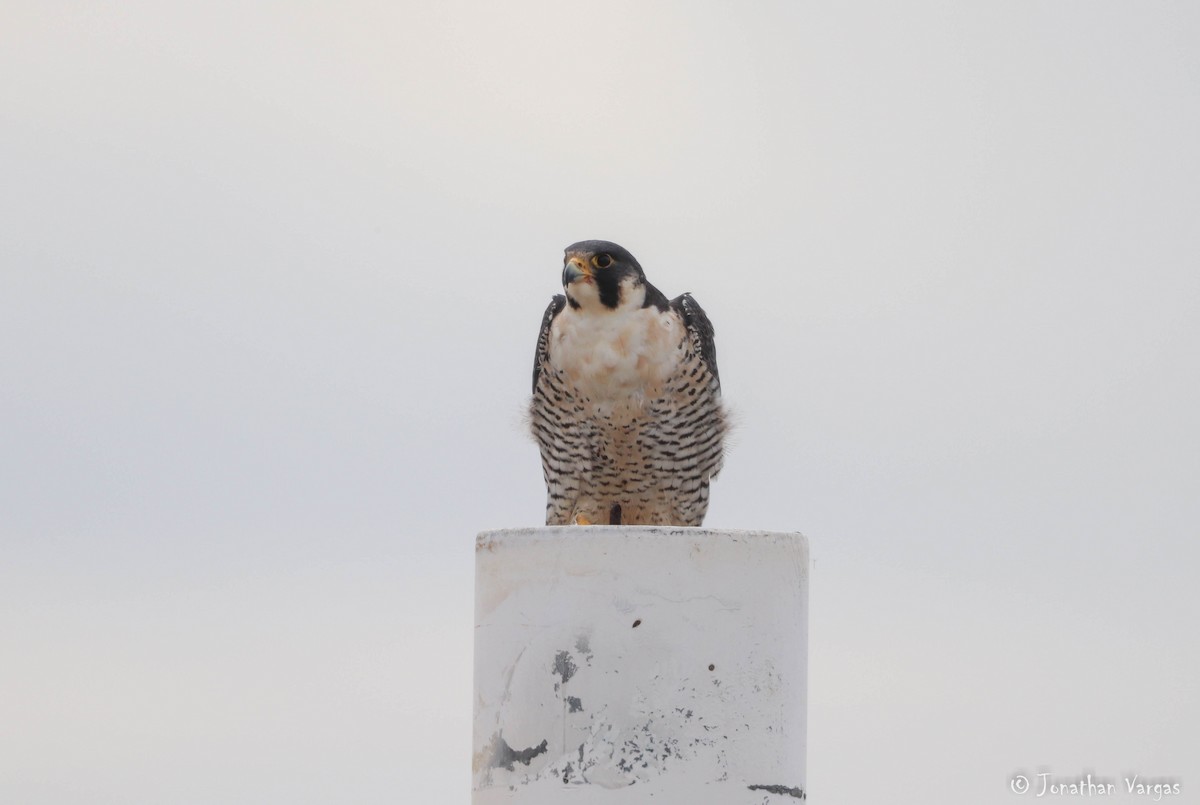 Peregrine Falcon - ML216424081