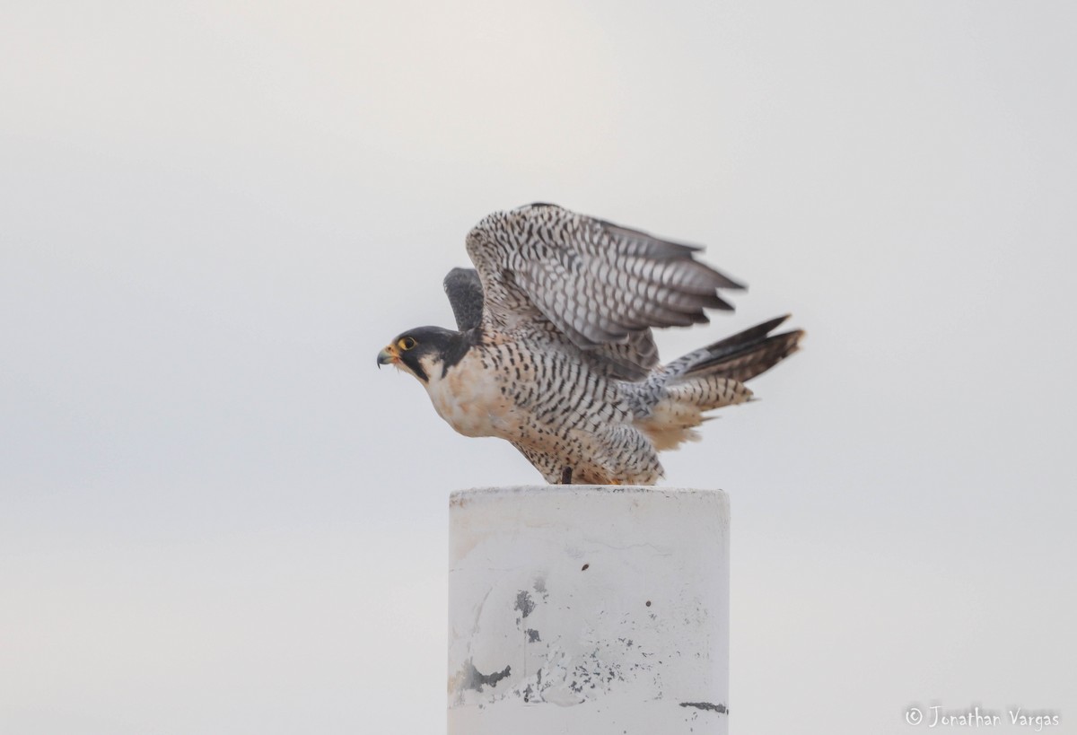 Peregrine Falcon - ML216424091