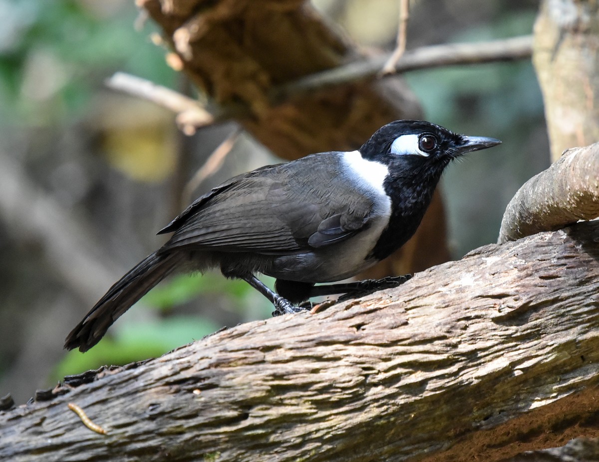 Black-hooded Laughingthrush - Bruce Wedderburn