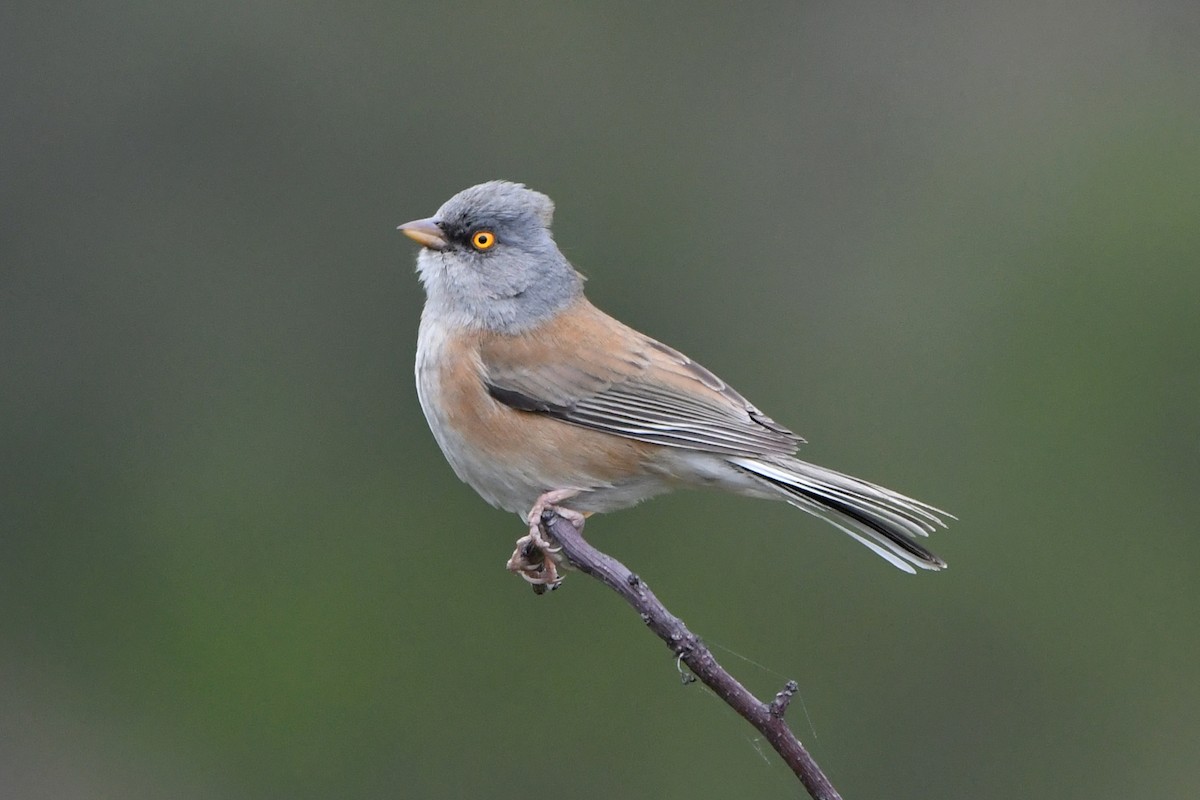 Baird's Junco - ML216425151