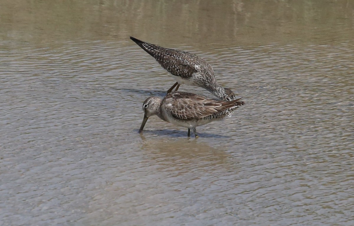 langnebbekkasinsnipe - ML216426331