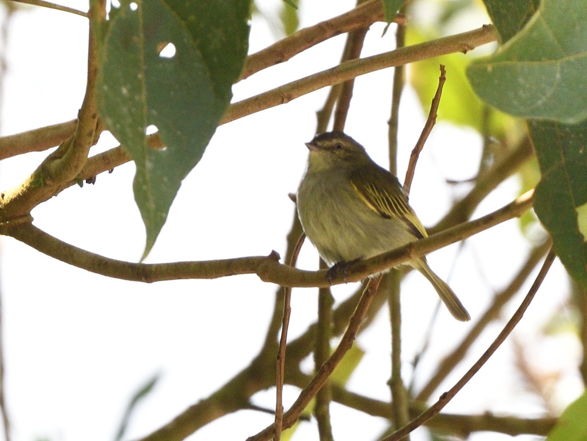 Mistletoe Tyrannulet - ML216426971