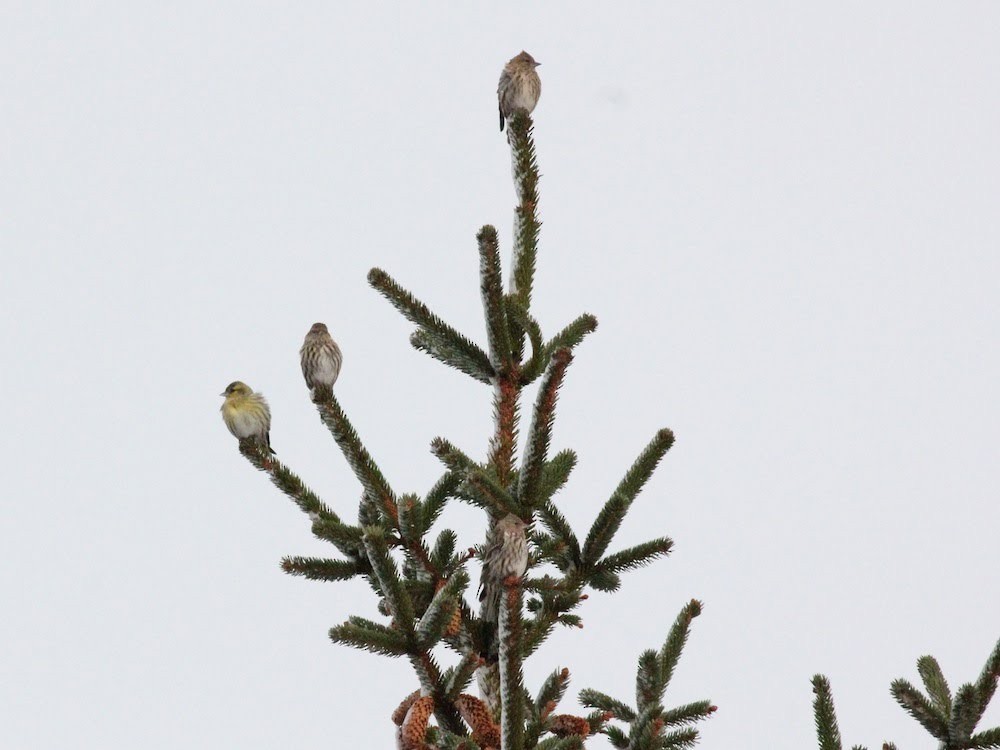 Eurasian Siskin - ML21642761