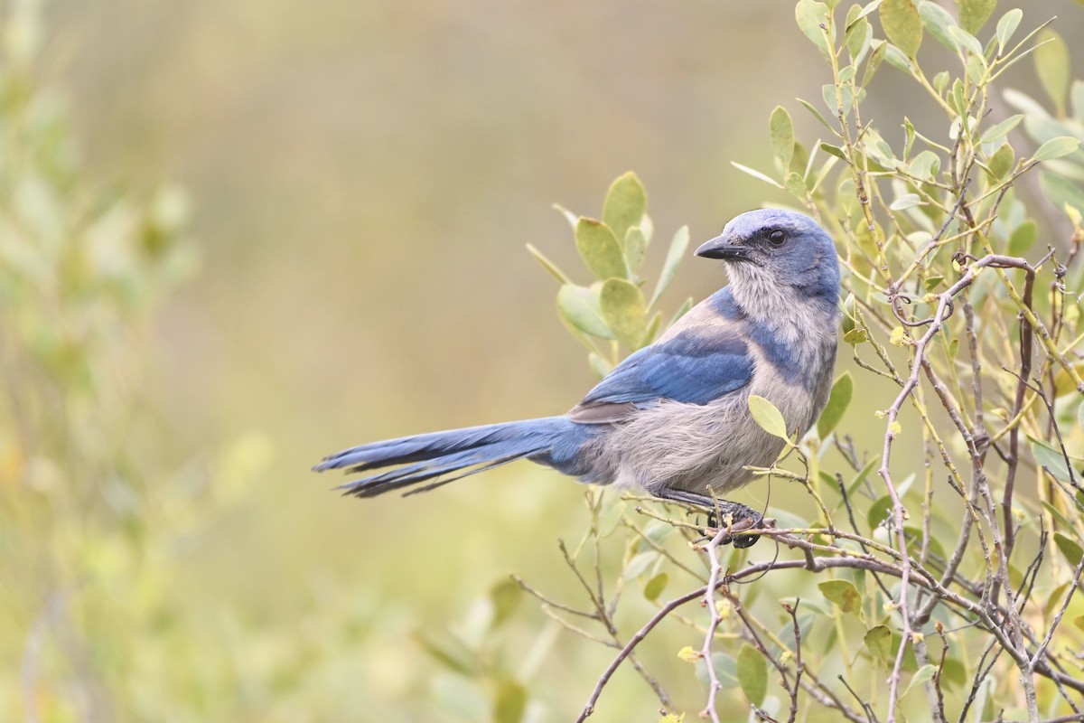 Florida Scrub-Jay - ML216427611