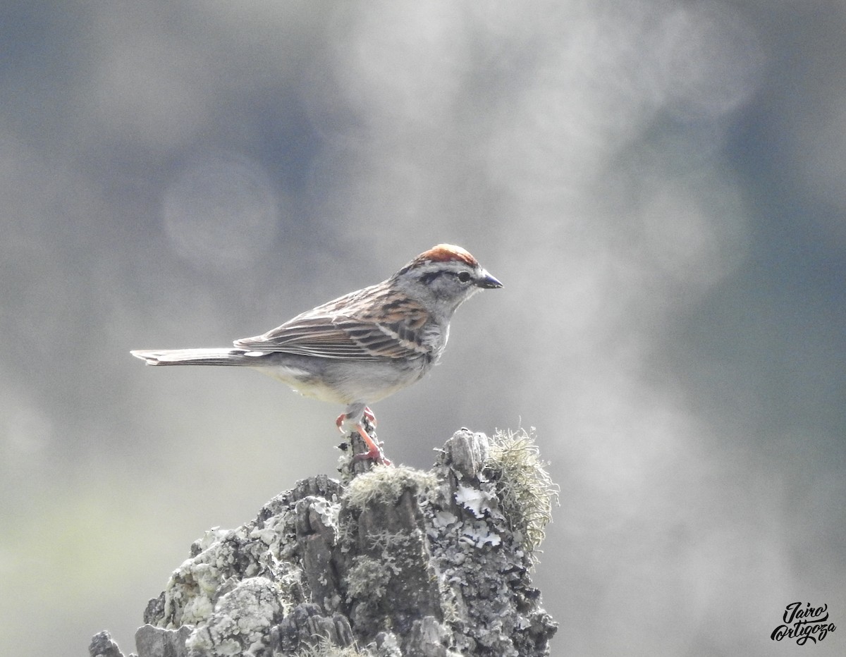 Chipping Sparrow - Jairo Ortigoza del Angel