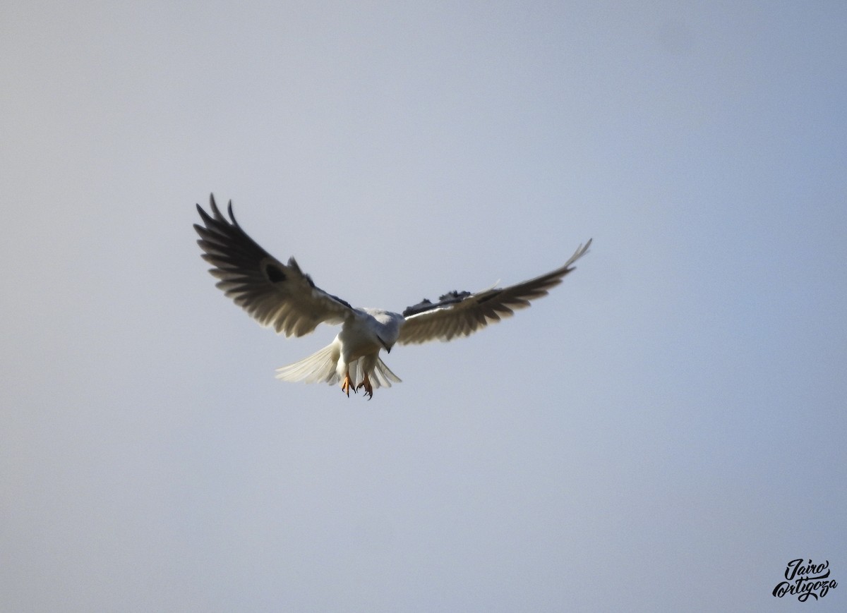 White-tailed Kite - Jairo Ortigoza del Angel