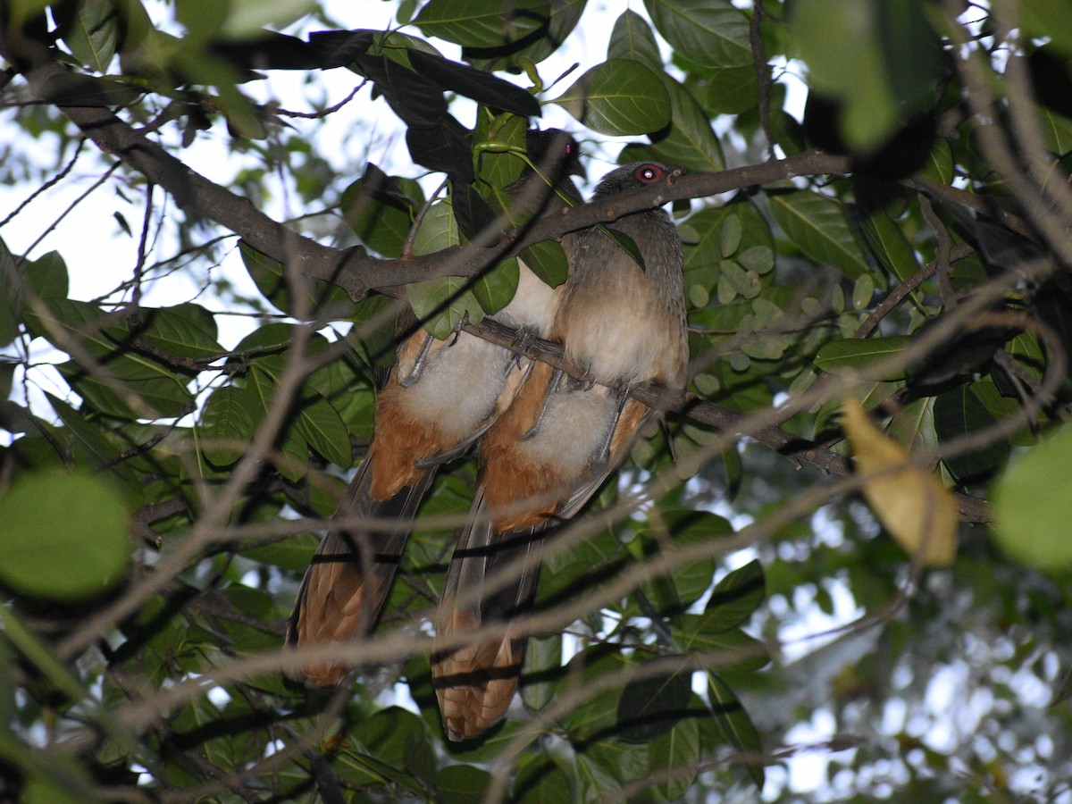 West Mexican Chachalaca - ML216429681