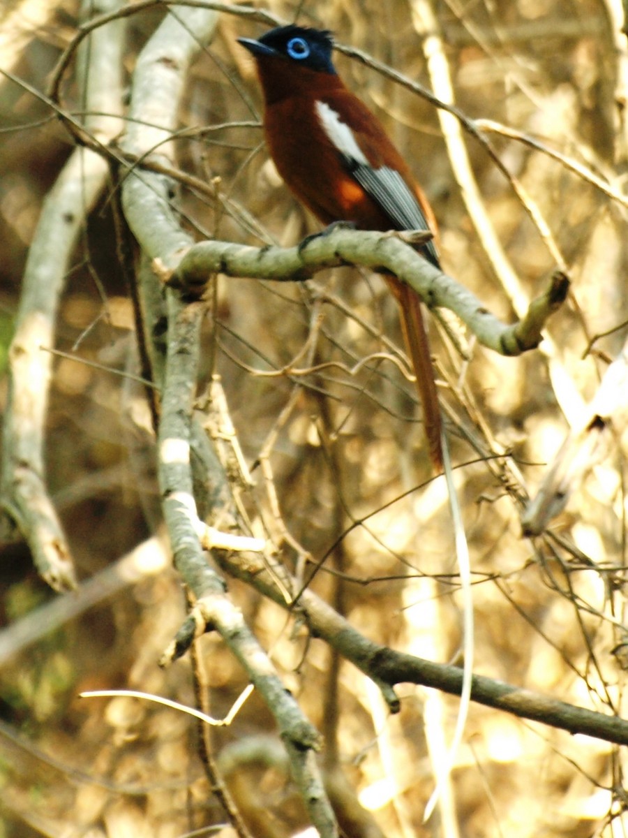 Malagasy Paradise-Flycatcher - ML216431061