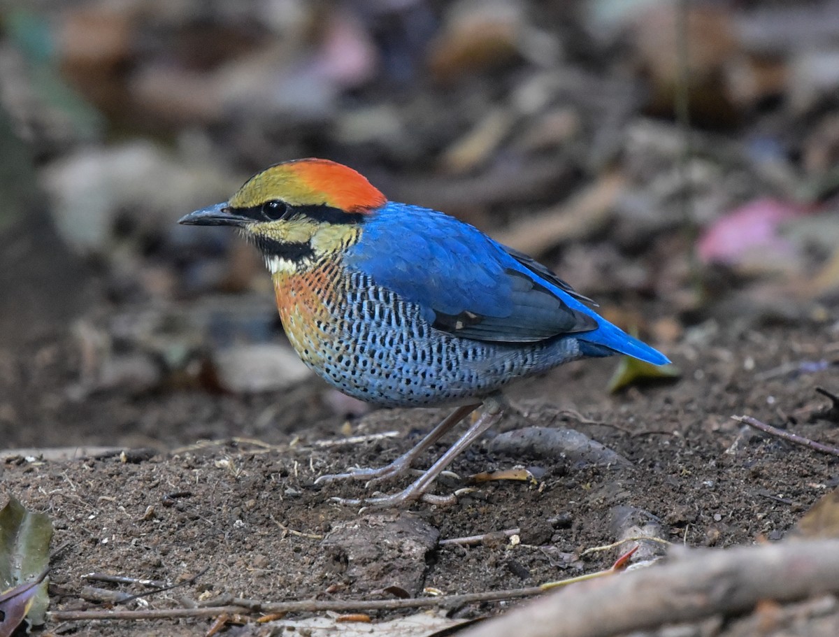 Blue Pitta - Bruce Wedderburn