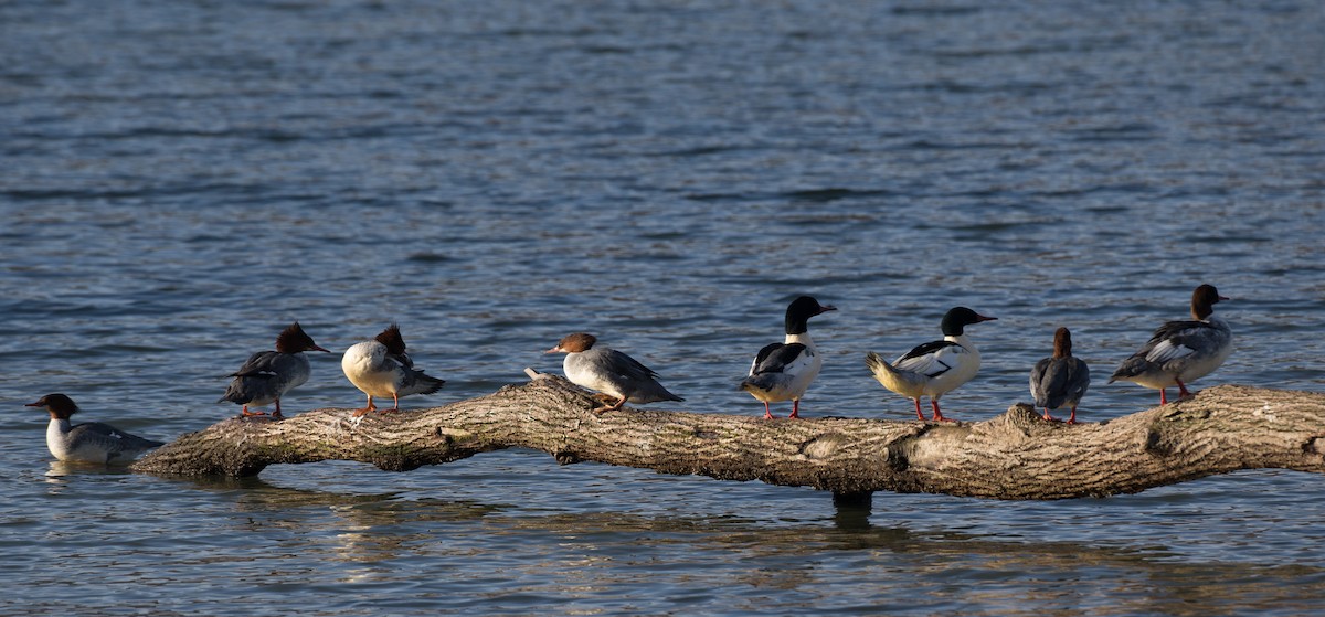 morčák velký (ssp. americanus) - ML21643181