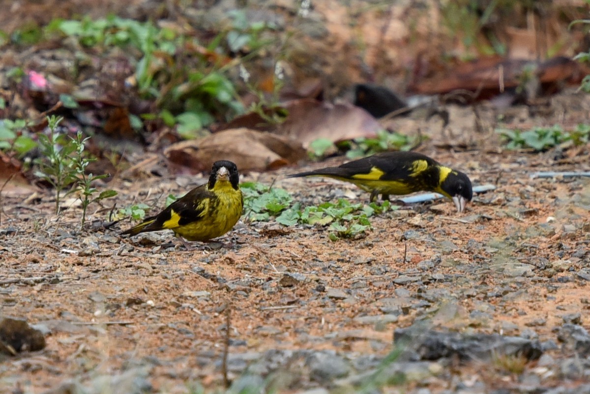 Vietnamese Greenfinch - ML216432001