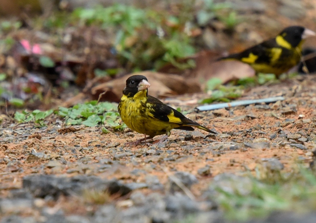 Vietnamese Greenfinch - ML216432031