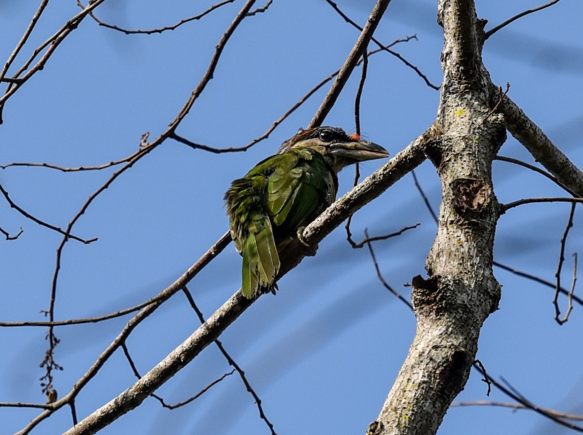 barbet červenořitý - ML216432201