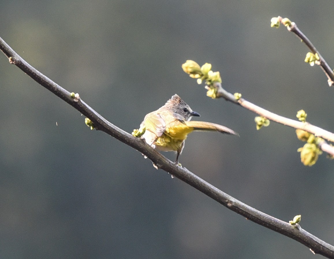 Bulbul flavescent - ML216432461