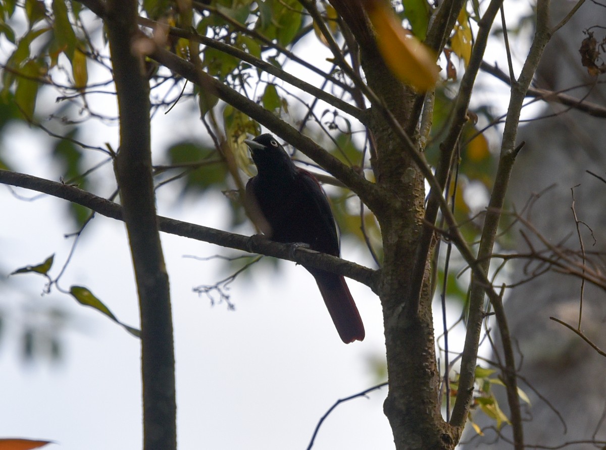 Maroon Oriole - ML216432531