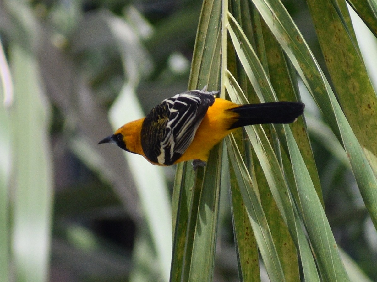 Hooded Oriole - ML216433251