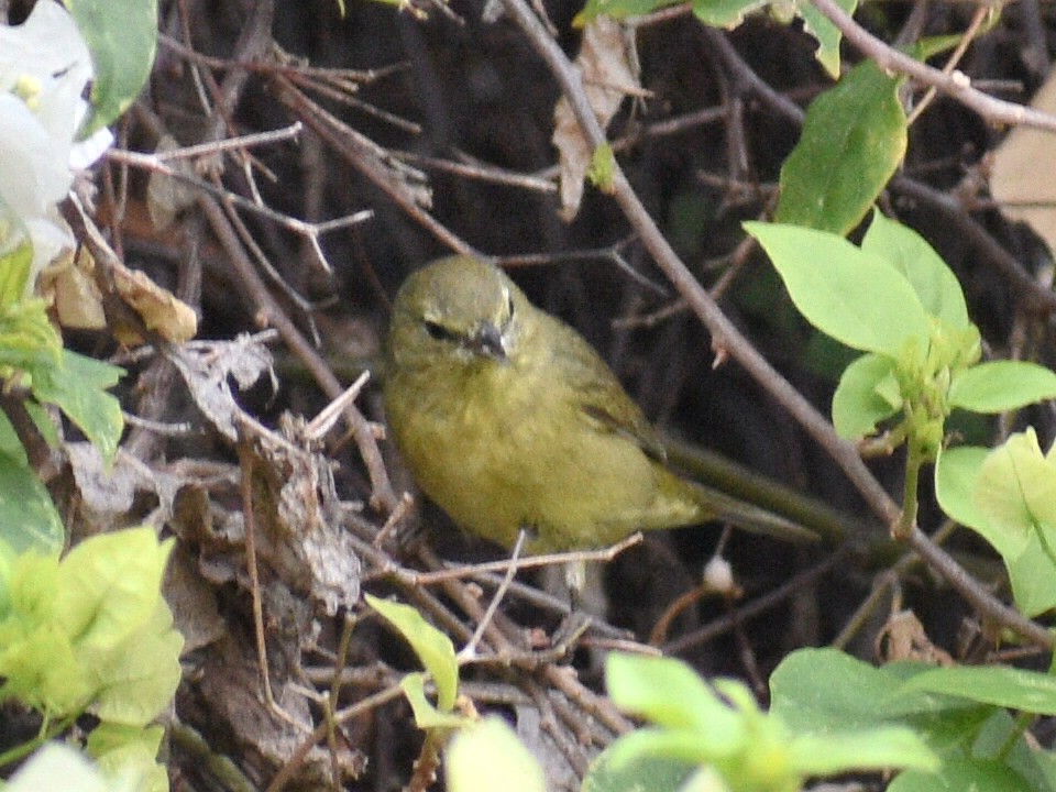 Orange-crowned Warbler - ML216433291