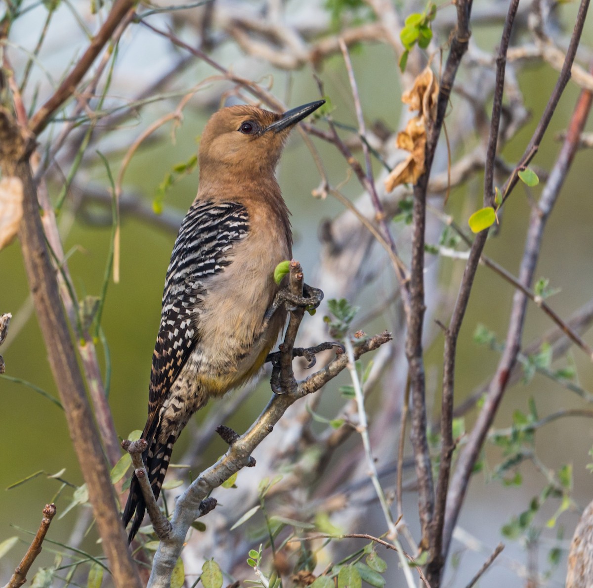 Gila Woodpecker - ML216433301