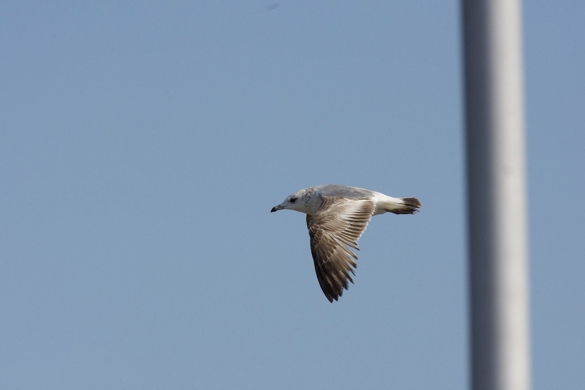 Common Gull - ML216433591