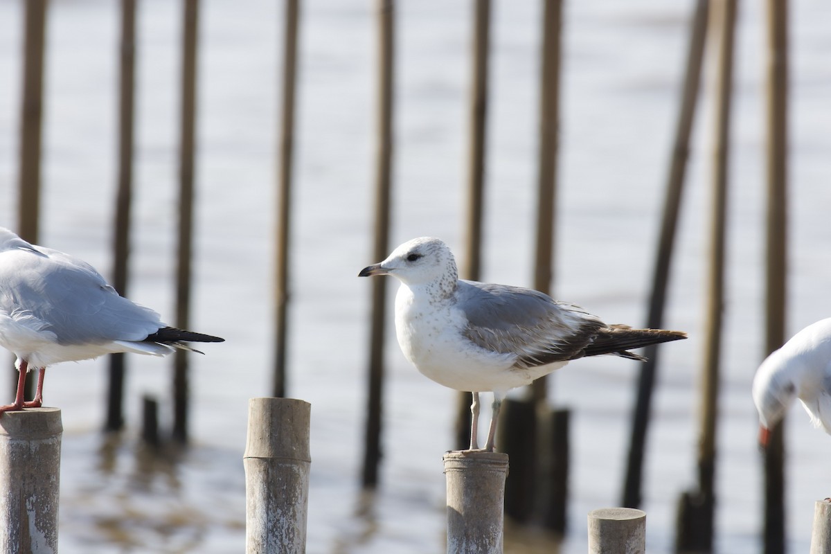 Common Gull - ML216433601