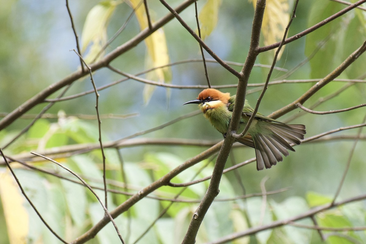 Chestnut-headed Bee-eater - sarawin Kreangpichitchai