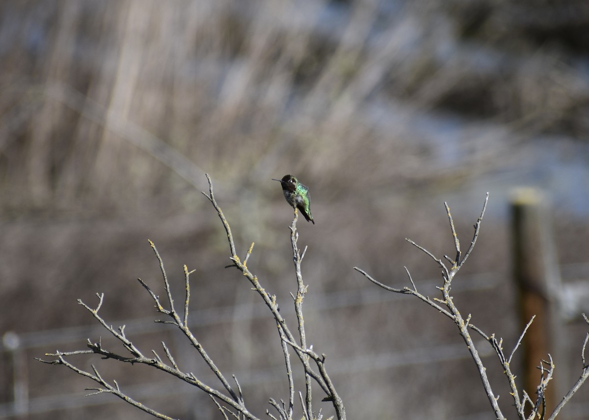 Anna's Hummingbird - ML216437901