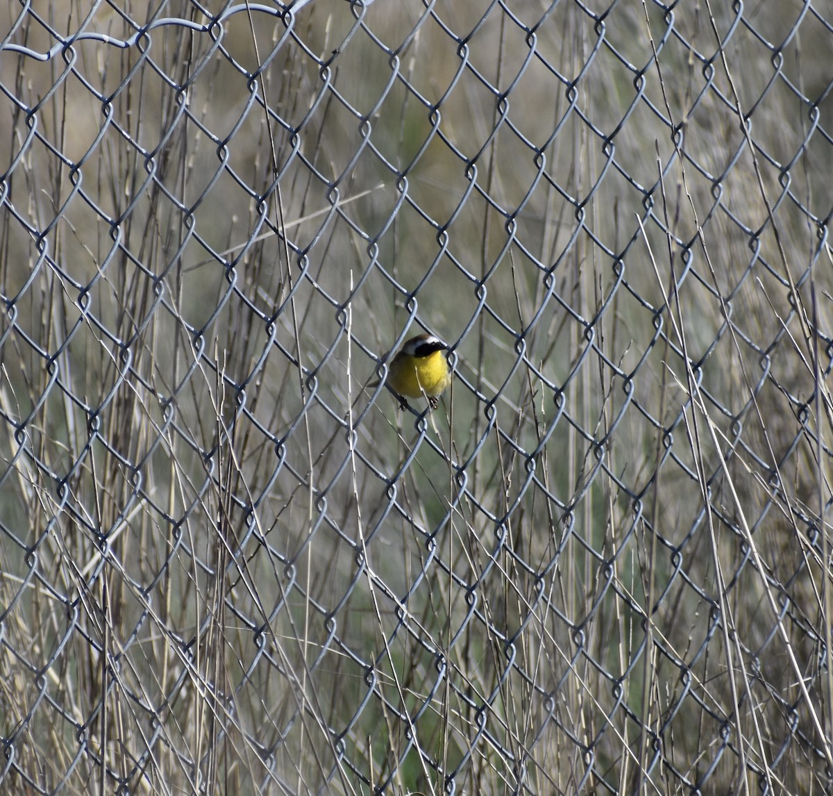 Common Yellowthroat - ML216437941