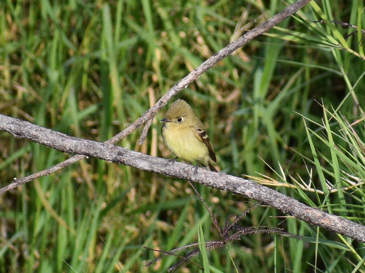 Western Flycatcher (Cordilleran) - ML216438101