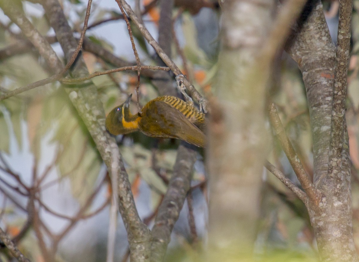 Golden-green Woodpecker - ML216438201