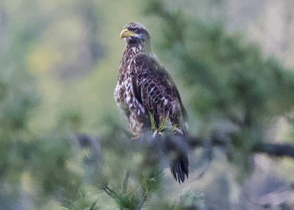 Bald Eagle - Cliff Peterson