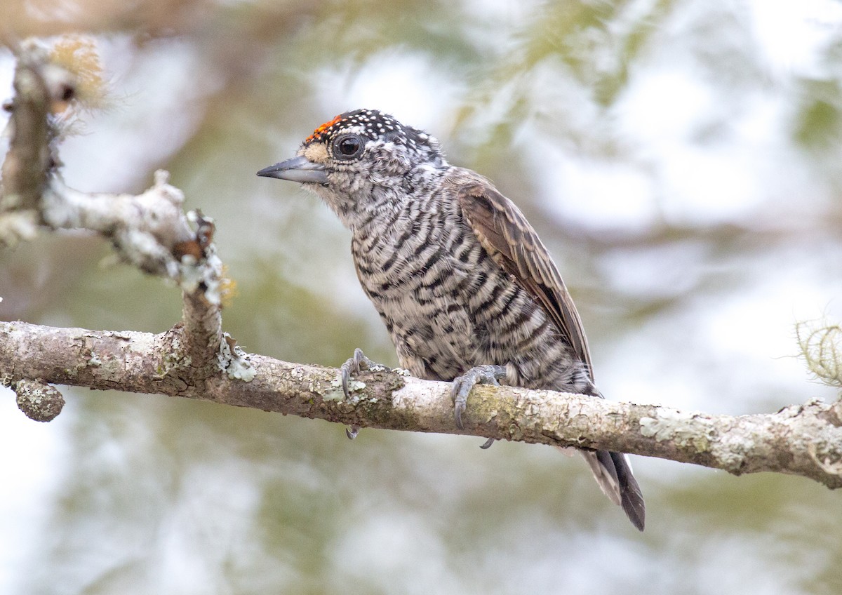 White-barred Piculet - ML216439011
