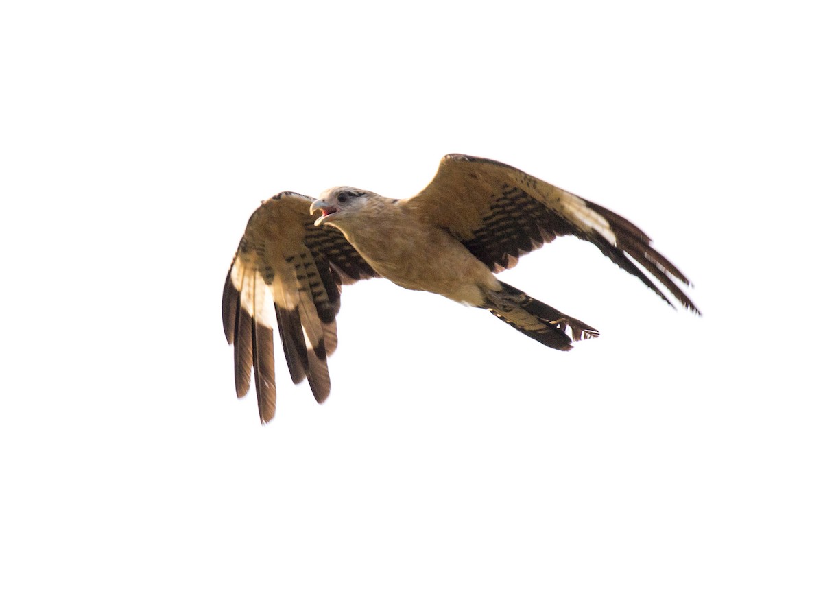 Yellow-headed Caracara - ML216439081