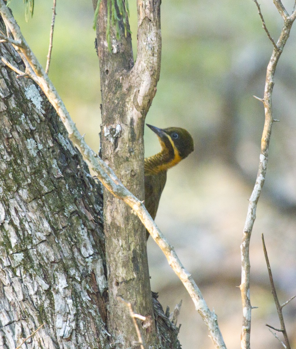 Golden-green Woodpecker - ML216439161