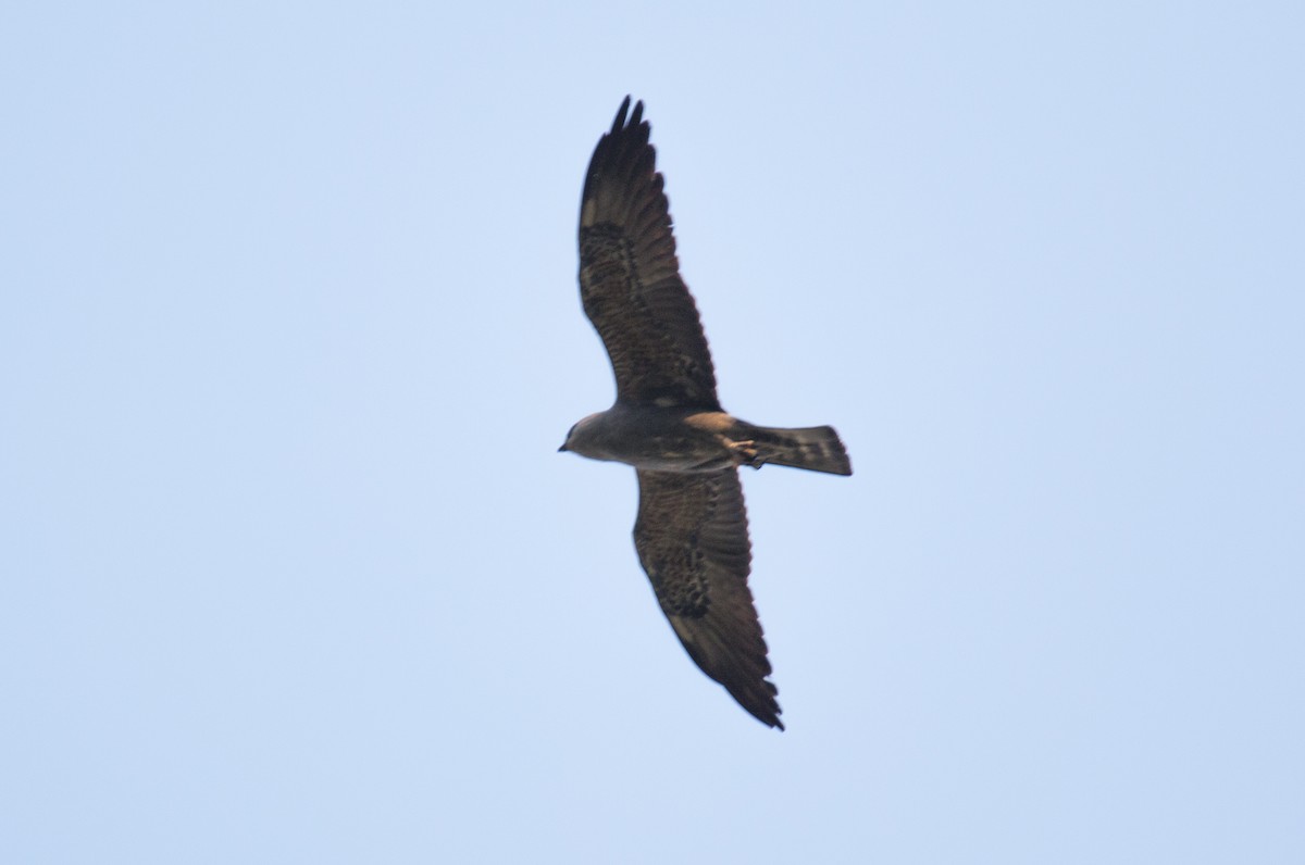 Mississippi Kite - ML216439221