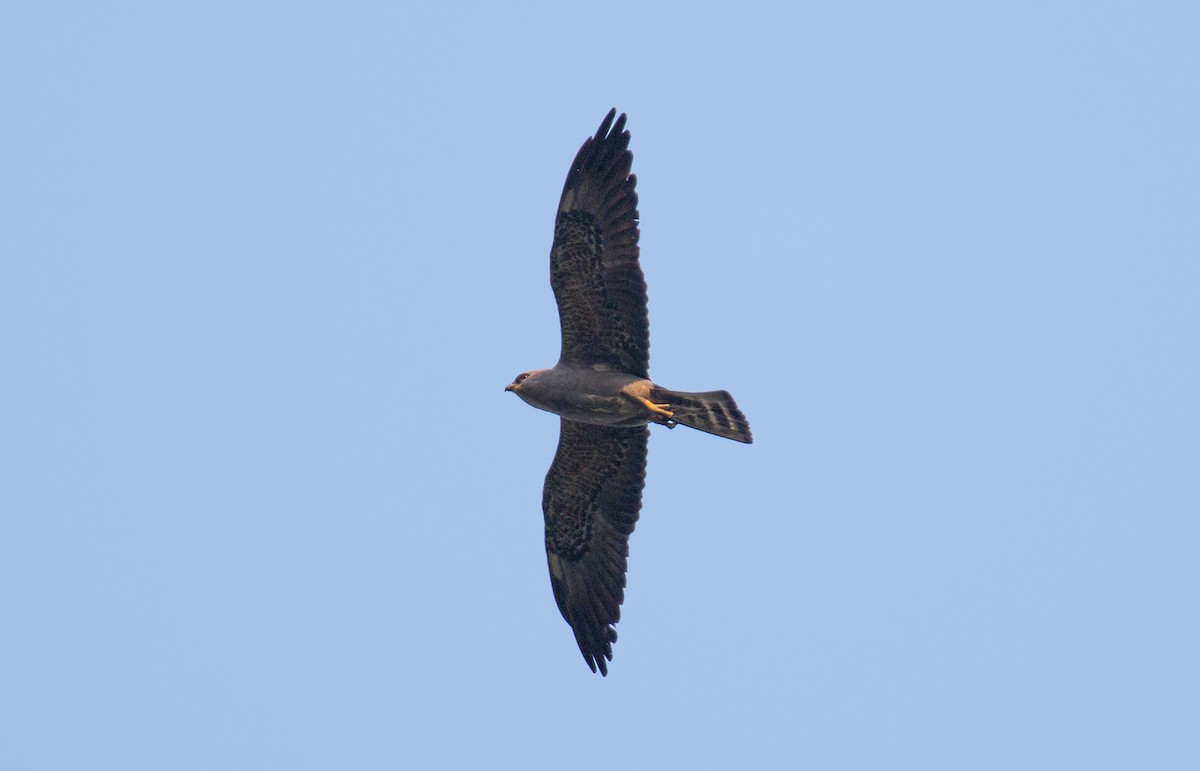 Mississippi Kite - ML216439241