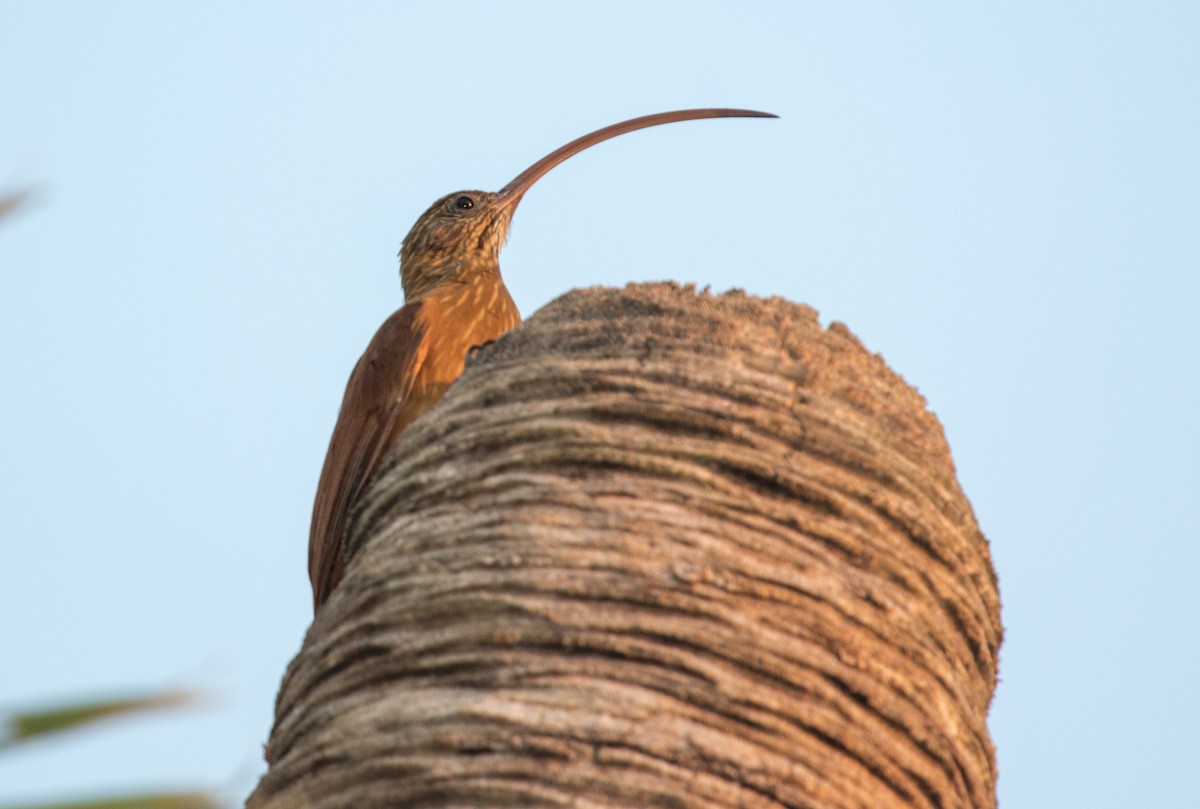 Red-billed Scythebill - ML216439481