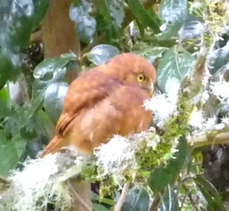 Costa Rican Pygmy-Owl - ML216440341