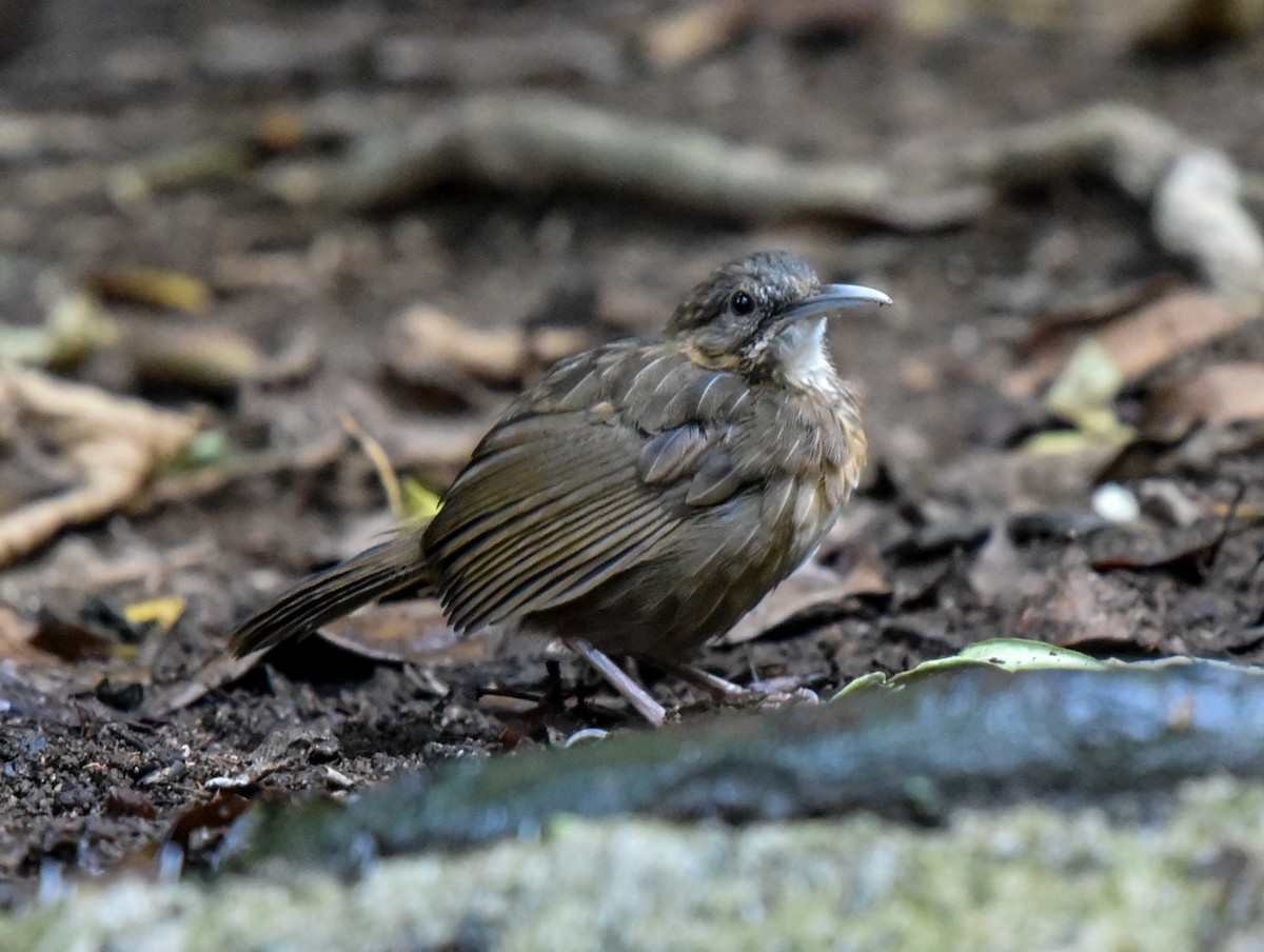 Short-tailed Scimitar-Babbler - Bruce Wedderburn