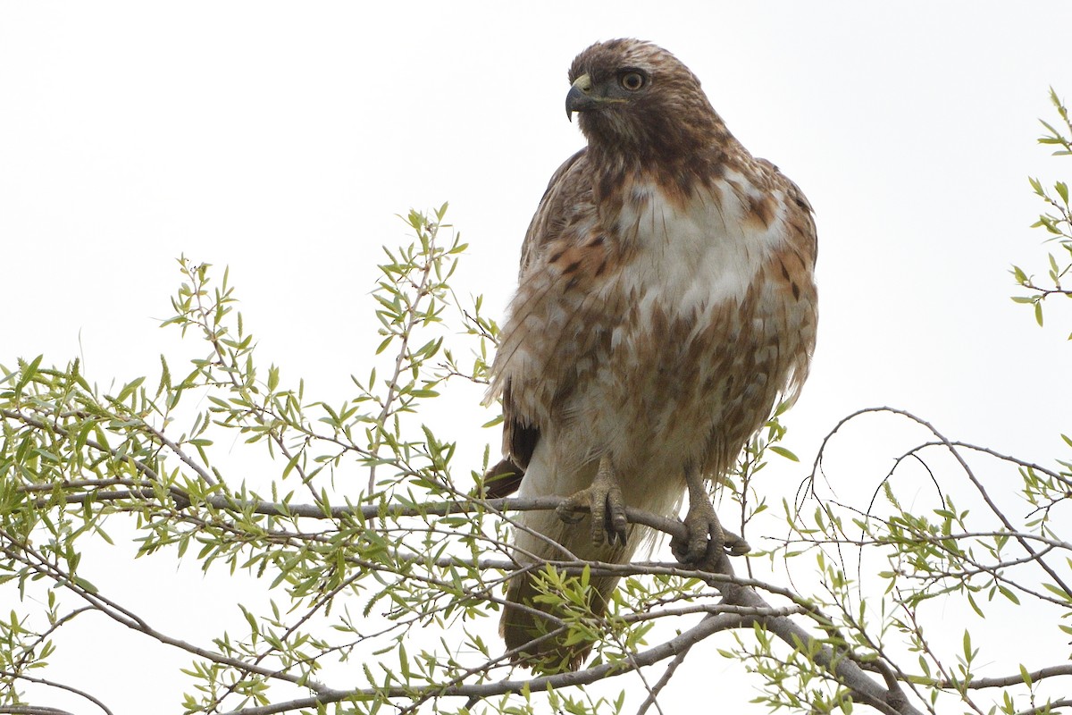 Red-tailed Hawk - Song Yu