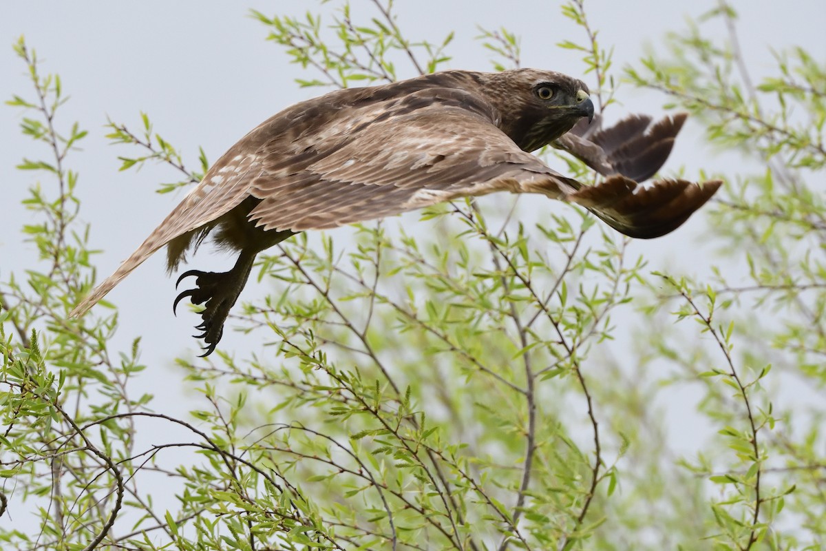 Red-tailed Hawk - Song Yu